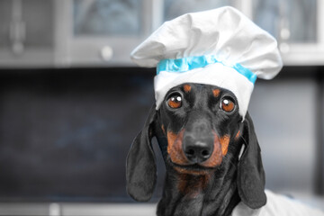 Dachshund dog nutritionist, proper nutrition for animals, balanced food Puzzled chef in cap stands...