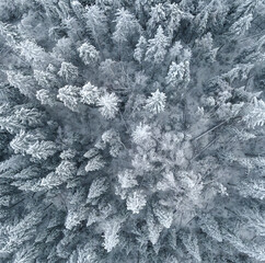 Looking straight down from a drone at a forest of spruce and pine trees that are covered in a thick layer of snow.
