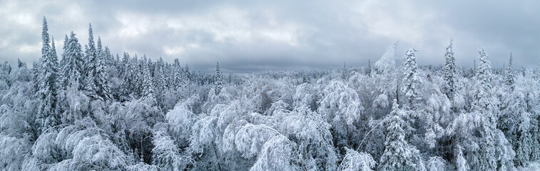 Elevated perspective of a large forest of spruce and deciduous trees that are covered in a thick layer of snow and ice.  Many of the trees are bent over from the weight of the snow.
