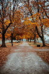 autumn in the park