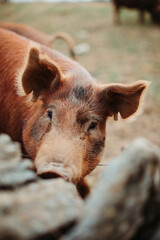 close up of a pig