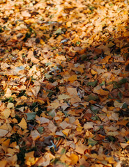autumn leaves background