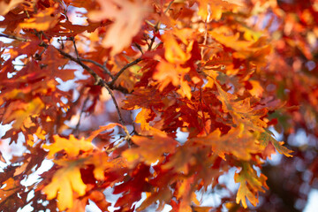 autumn leaves on a tree