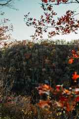 autumn in the park