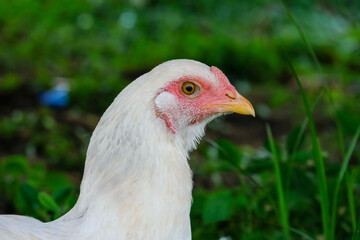 Close-up the head of chicken