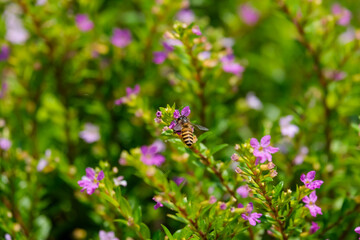 bee landed on a flower sucking the nectar at the garden