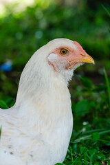 chicken on the farm
