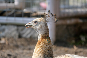 Close-up the head of peacock