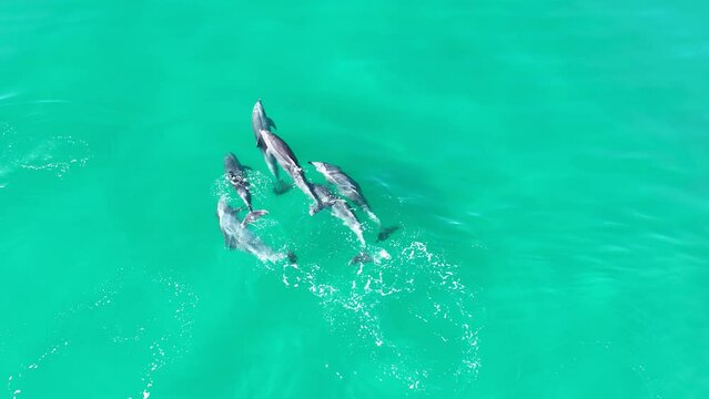 Dolphins Swimming At San Diego In California United States. Wildlife Scenery. Wild Sea Animals. Dolphins Swimming At San Diego In California United States. 