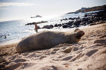 Sealion on public beach, Isla Isabella