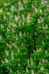 Aesculus hippocastanum flowering of a horse chestnut in spring.