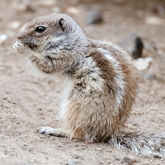 Portrait of a cute chipmunk or African squirrel on Fuerteventura - Canary Islands, Spain.