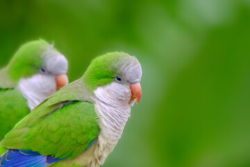 Green budgerigar in Morro Jable, Fuerteventura - Canary Islands, Spain.