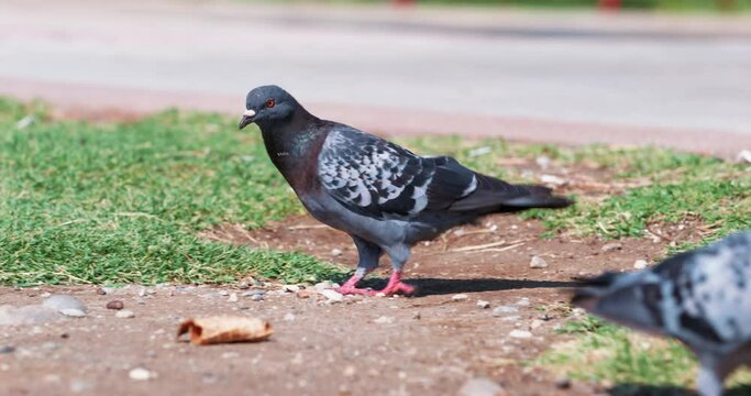 Two gray pigeons on grass near road are looking for food, picking up grains from ground Silly bird plays with dry leaf in park, tastes funny Urban wild birds Carriers of ornithosis, dangerous animals