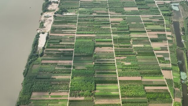 Rows of multiple Rice fields, Tam Xa neighbourhood, Hanoi, Vietnam