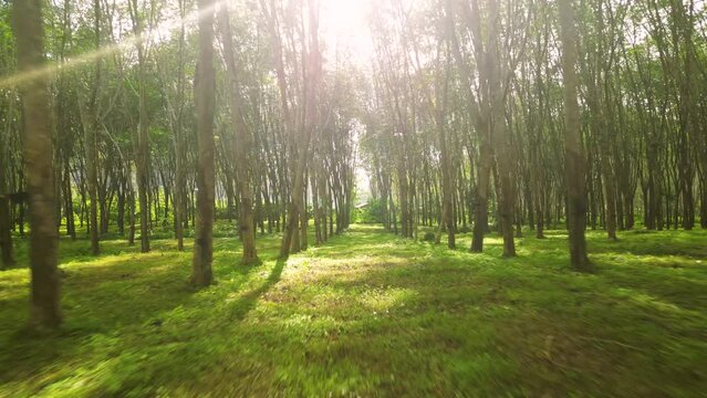 Moving forward through rows of rubber trees in a plantation in Thailand. The trees have cups attached to collect the sap for turning into rubber. Dolly forward shot