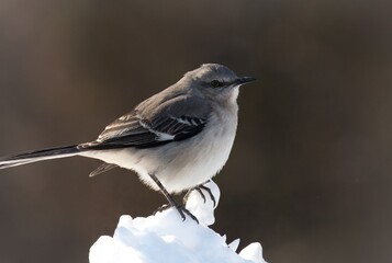 The northern mockingbird is known for its intelligence. The northern mockingbird is known for its mimicking ability, as reflected by the meaning of its scientific name. 