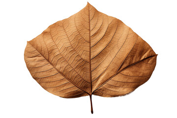 a withered leaf, transparent background, isolated image, generative AI