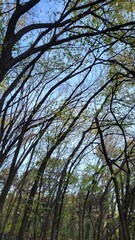 nature forest tree leaf outdoor