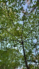 nature forest tree leaf outdoor