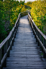 Bridge into marsh, Isabella Galapagos