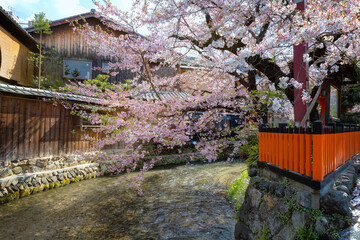 Shinbashi dori in Kyoto, Japan with Shira-kawa river during beautiful full bloom cherry blossom in spring