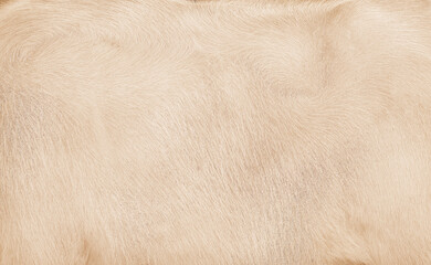 Light brown texture of buffalo animal hair background - obrazy, fototapety, plakaty