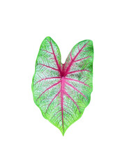 Caladium bicolor leaf in heart shaped patterns with water drops isolated on white background ,clipping path
