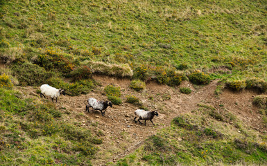 Flock of Latxas or Manech sheep in the green mountains of the Pyrenees of the French Basque country and Spain, autochthonous breed of the region. 