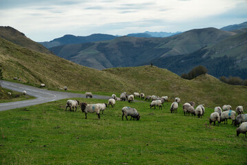 Flock of Latxas or Manech sheep in the green mountains of the Pyrenees of the French Basque country...