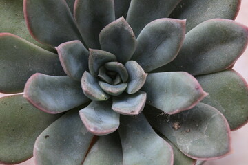 Suculenta
