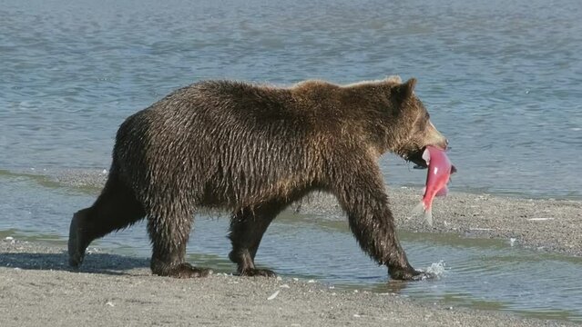 Fishing brown bear with salmon walking on the river, 4k