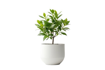Tree pot on white background and copyspace. Houseplant for decorations