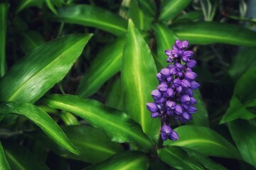 Blue Ginger flowers are blooming in the garden