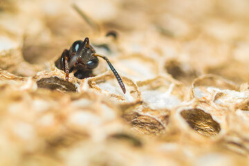 Wasp hatching