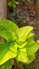 fresh green spinach leaves