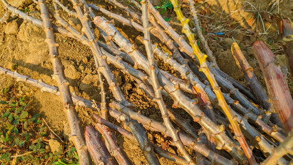 pile of cassava stems