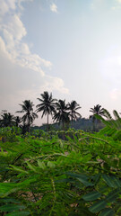 Fototapeta na wymiar portrait of green plants against a clear sky background