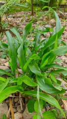 medicinal plant Boesenbergia rotunda