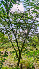 leaves of Albizia julibrissin