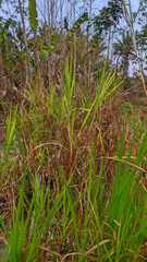 the wild grass dries up