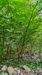 Fototapeta premium leaves of Albizia julibrissin