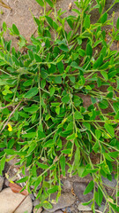 wild green vines