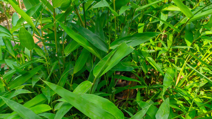 Obraz premium fresh green bamboo leaves