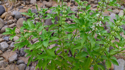 basil plant