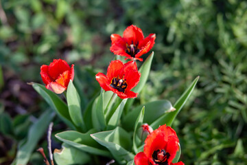 Flowerbed with beautiful blooming tulips in the garden. Spring vegetable garden and flowers.