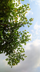 wallpaper nature background sky blue beautiful cloud summer season landscape green natural