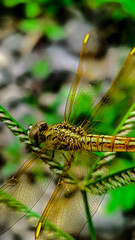 Dragonfly Neurothemis intermedia