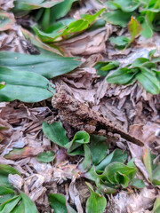rice grasshopper