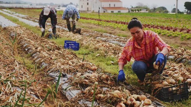 Asian woman farmer harvesting onion on field with men co-workers.